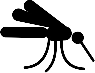 mosquito 